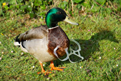 Illustration of a mallard duck stuck in plastic can packaging